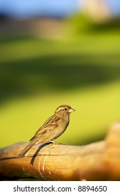 Tiny Perching Bird