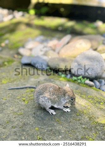Tiny pet, jumping mouse cought on cam