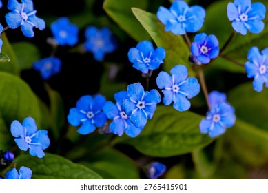 Tiny petals, endless meaning 💙

Forget me not. 👌

#ForgetMeNot #BlueFlowers #NatureBeauty #FloralPhotography #SpringVibes