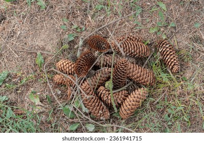 Tiny pile of spruce cones lying under a tree.Among the cones knocked down from the tree there are remains of cones gnawed by animals - squirrels .