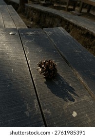 A tiny pine cone perches on dark wooden decking, sharply focused against a beautifully blurred background, its warm copper-brown tones glowing softly in the gentle sunlight.