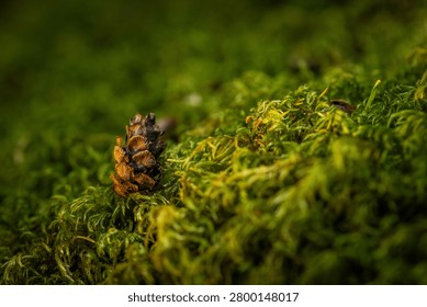 Tiny pine cone rests among lush green moss. Moss blankets the ground with soft, textured embrace.