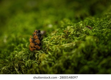 Tiny pine cone rests among lush green moss. Moss blankets the ground with soft, textured embrace.