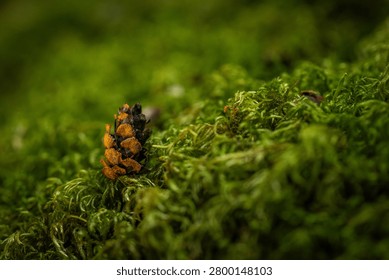 Tiny pine cone rests among lush green moss. Moss blankets the ground with soft, textured embrace.