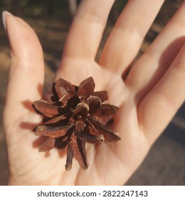 A tiny pine cone rests in a hand, capturing the quiet beauty of the forest. A simple reminder that nature's smallest treasures often leave the biggest impressions.