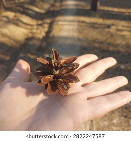 A tiny pine cone rests in a hand, capturing the quiet beauty of the forest. A simple reminder that nature's smallest treasures often leave the biggest impressions.