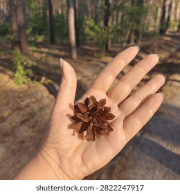 A tiny pine cone rests in a hand, capturing the quiet beauty of the forest. A simple reminder that nature's smallest treasures often leave the biggest impressions.