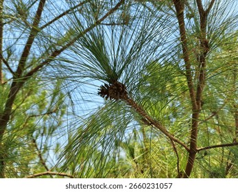 Tiny pine cones with blue sky