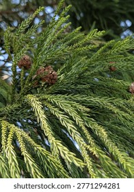 tiny pine cones on branches