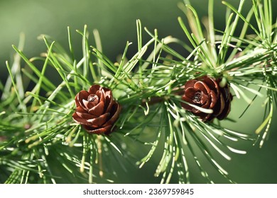 Tiny pine cones on a Tamarack Tree (Larix laricina) in early Fall 