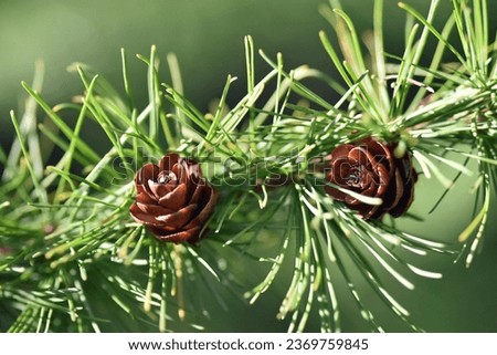 Tiny pine cones on a Tamarack Tree (Larix laricina) in early Fall 