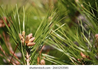 Tiny Pine Cones on a Young Pine Branch