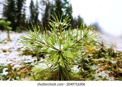 A tiny pine (seedling) in a clearing is covered with wet frozen snow (slosh sludge)