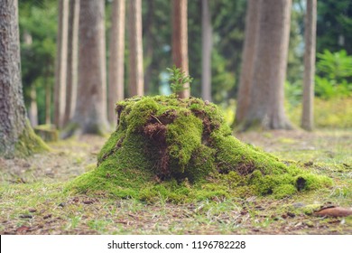 Tiny Pine Tree On The Wood Stump Covered By Moss 