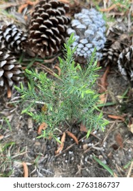 A tiny pine tree, perhaps just its second or third year of life, sprouts hopeful new growth at the tips of his little branches. Pine cones in the background show the scale. Carolina SHores NC 2026