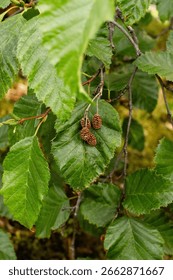 Tiny pinecones in Alaskan forrest