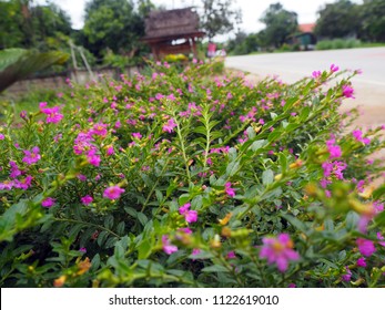 Tiny Pink Flower