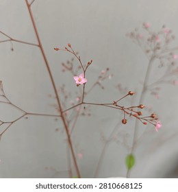 Tiny pink flowers of Java ginseng plant blooming on slender branches
