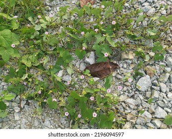 Tiny Pink Ipomoea Bush Morning Glory Crawling On The Stony Road