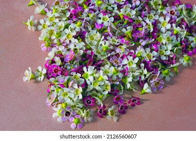 Tiny Pink And White Waxflowers (chamelaucium Uncinatum)