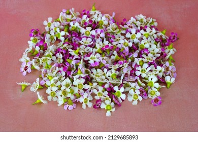 Tiny Pink And White Waxflowers (chamelaucium Uncinatum)