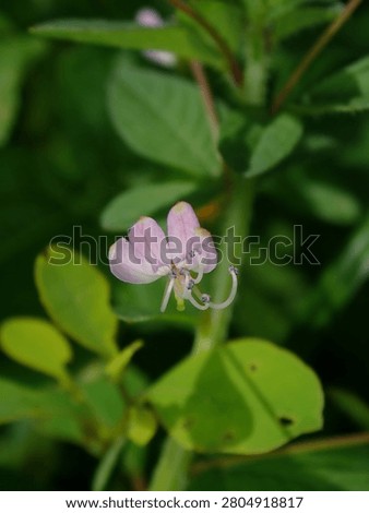 Tiny Pink Wildflower Blooming in Dense Foliage