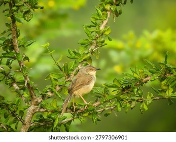 A tiny Plain Prinia with warm yellowish-white underparts perches among the thorny, leafy branches of a green bush against a smooth green backdrop.