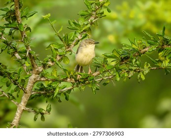 A tiny Plain Prinia with warm yellowish-white underparts perches among the thorny, leafy branches of a green bush against a smooth green backdrop.