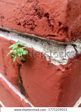 A tiny plant breaking all odds and growing out of a brick wall.  With hardship comes ease. 