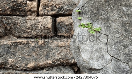 Tiny Plant Breaks Through Concrete