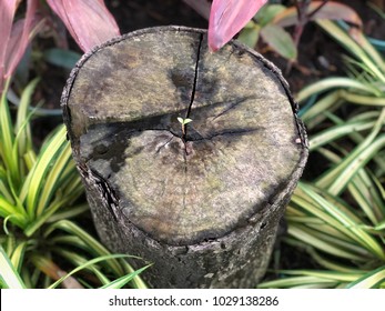Tiny plant growing in the dead tree
