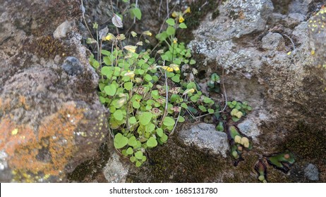 A tiny plant growing on a rock.