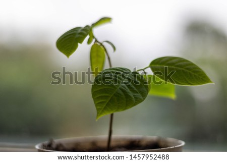 Tiny plant grown at home with beautiful leaves, sideshot