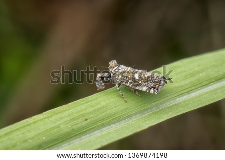 tiny plant and leafhopper