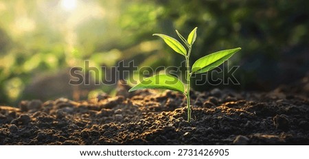 tiny plant is sprouting from the ground, surrounded by lush green leaves