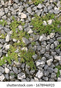 Tiny Plants Growing Out Of Small Rocks