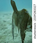 Tiny poser cuttlefish, shallow dives in El nido, Palawan.