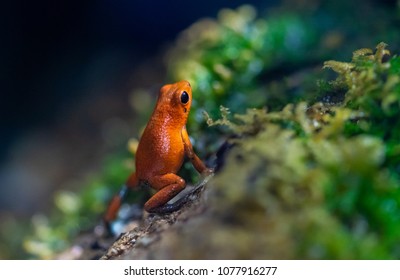 Tiny posioned red frog on a wet rock forest