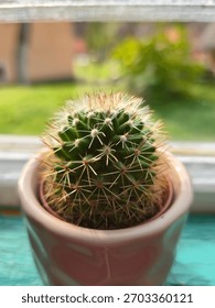 Tiny Potted Cactus on a Windowsill: Close-Up Macro Shot of a Small Round Succulent with Sharp Spikes, Highlighting Indoor Gardening, Minimalist Home Decor, and Resilience in Sunlight.
