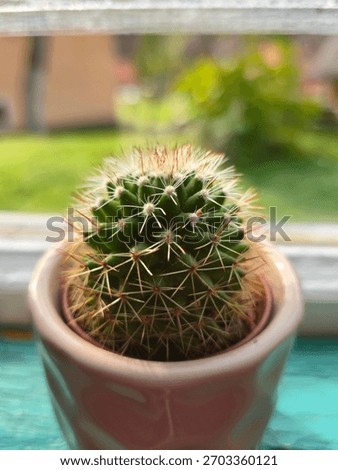 Tiny Potted Cactus on a Windowsill: Close-Up Macro Shot of a Small Round Succulent with Sharp Spikes, Highlighting Indoor Gardening, Minimalist Home Decor, and Resilience in Sunlight.