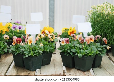 Tiny Potted Plant With A Tag, Pansy Viola Flower Pot Plant.