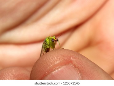 A tiny Praying Mantis perches on a human finger.