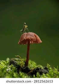 A tiny praying mantis stands upright on top of a small brown mushroom cap, growing from a moss-covered log against a dark green blurred background. A whimsical and beautifully composed macro nature photograph capturing a magical forest scene.