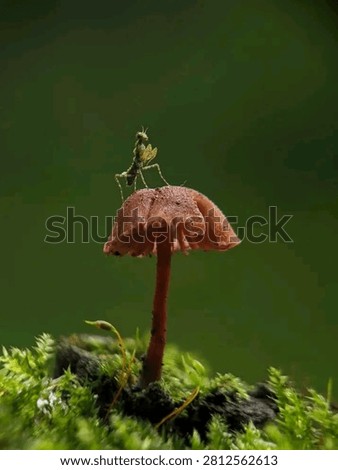 A tiny praying mantis stands upright on top of a small brown mushroom cap, growing from a moss-covered log against a dark green blurred background. A whimsical and beautifully composed macro nature photograph capturing a magical forest scene.