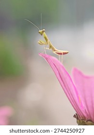 Nature’s Tiny Predator.
Macro photography of a praying mantis standing elegantly on a pink petal. Minimalist composition highlighting the beauty of insects in the wild.
