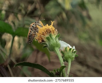 Tiny predator: Two-spotted stink bug close-up in the garden