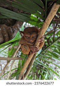 Tiny Primate Tarsier Up Close Under a Leaf at a Reserve in Bohol, Philippines