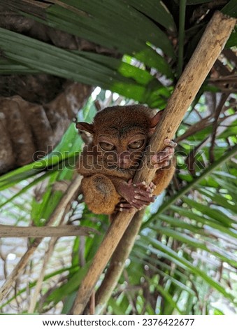 Tiny Primate Tarsier Up Close Under a Leaf at a Reserve in Bohol, Philippines