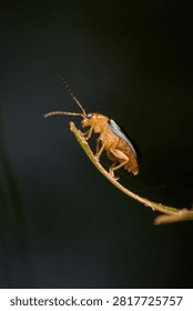 A tiny protea flea beetle, genus Chirodica, rest at the tip of a small branch.