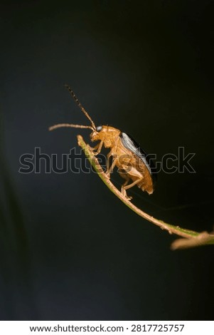 A tiny protea flea beetle, genus Chirodica, rest at the tip of a small branch.